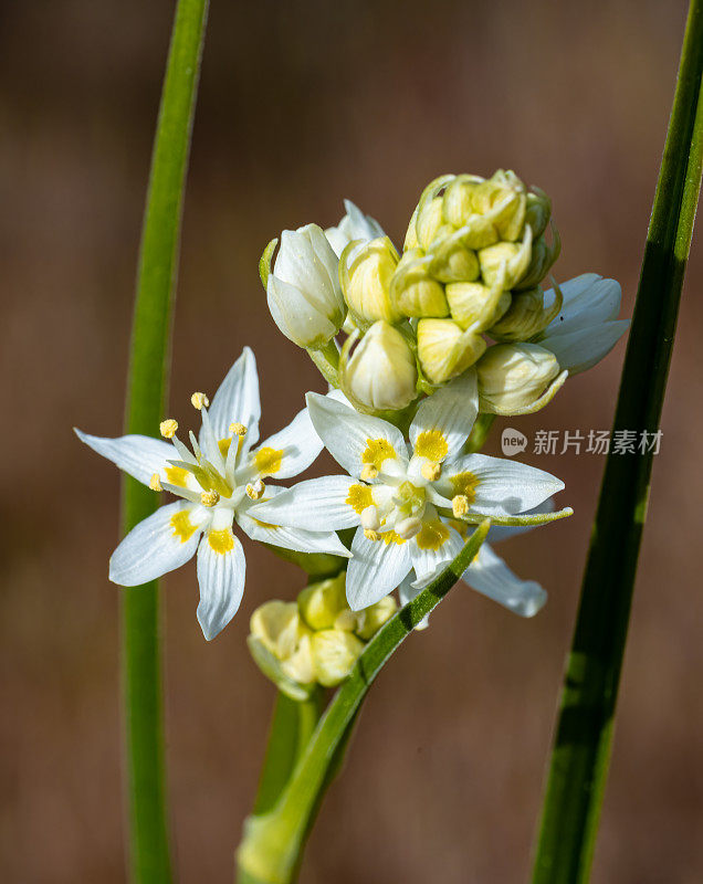 毒草，俗称普通星百合或弗莱姆蒙特的死花或星紫百合或紫百合。加州圣罗莎的Fincon Ridge公园。